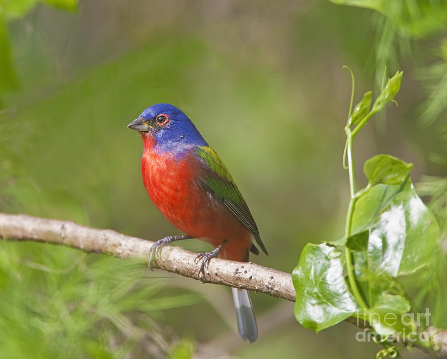 Everglades National Park Photograph - Painted Bunting by Dale Erickson