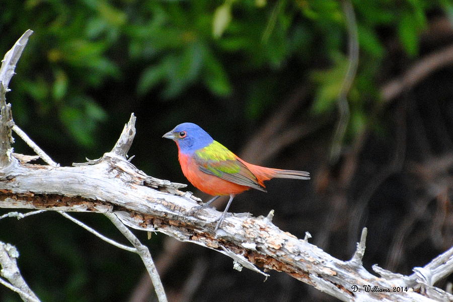 Painted Bunting Photograph by Dan Williams