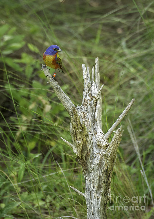 Painted Bunting Photograph by David Waldrop
