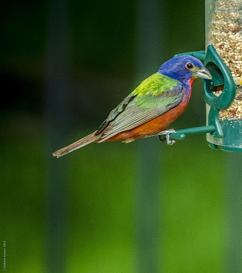 Painted Bunting Photograph by Debbie Karnes