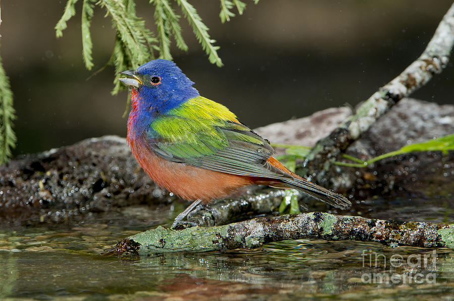 Bunting Photograph - Painted Bunting Drinking by Anthony Mercieca