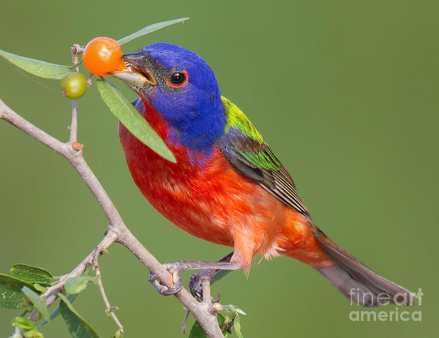 Painted Bunting eating Granjeno Berry Photograph by Jerry Fornarotto