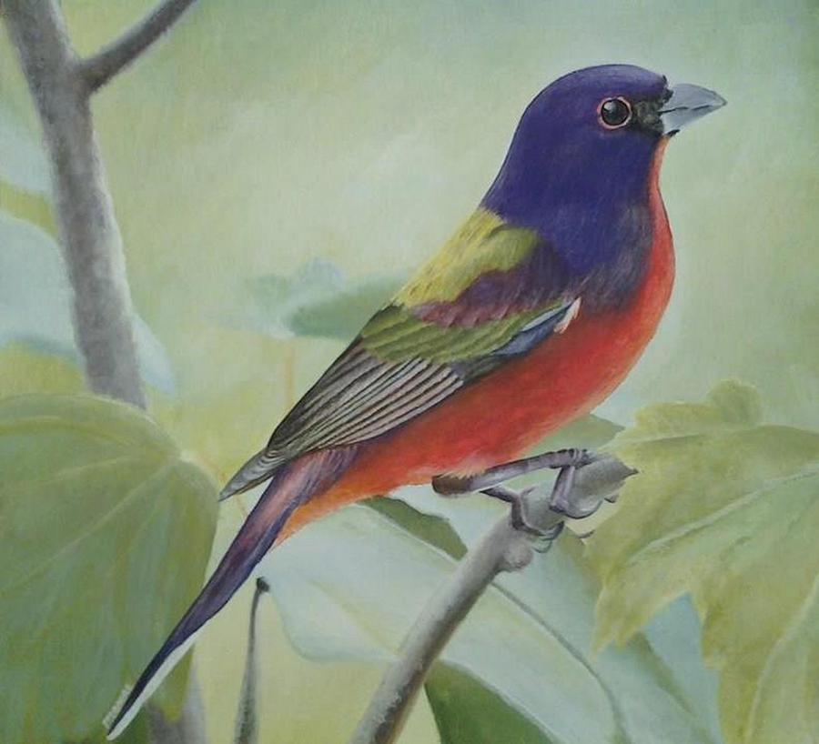 Painted Bunting by Elizah Monai