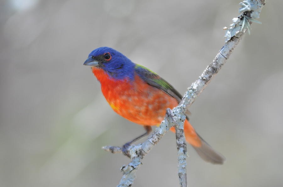 Painted Bunting Photograph by Frank Madia