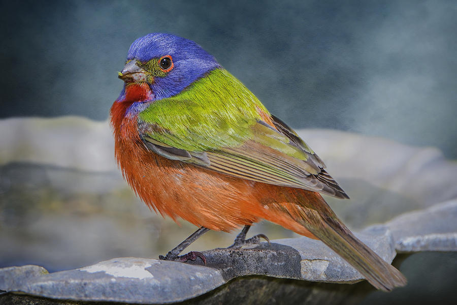 Bunting Photograph - Painted Bunting in April by Bonnie Barry