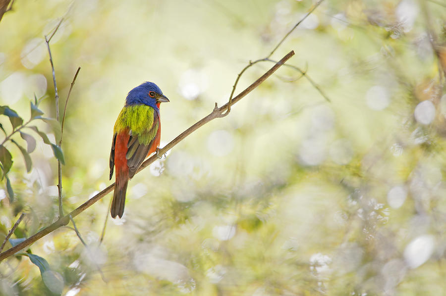 Painted Bunting in Spring Photograph by Bonnie Barry