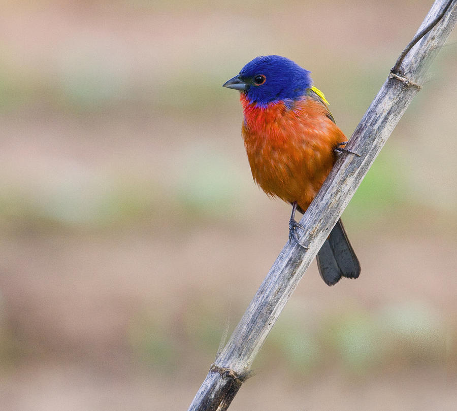 Painted Bunting Photograph by Jim E Johnson