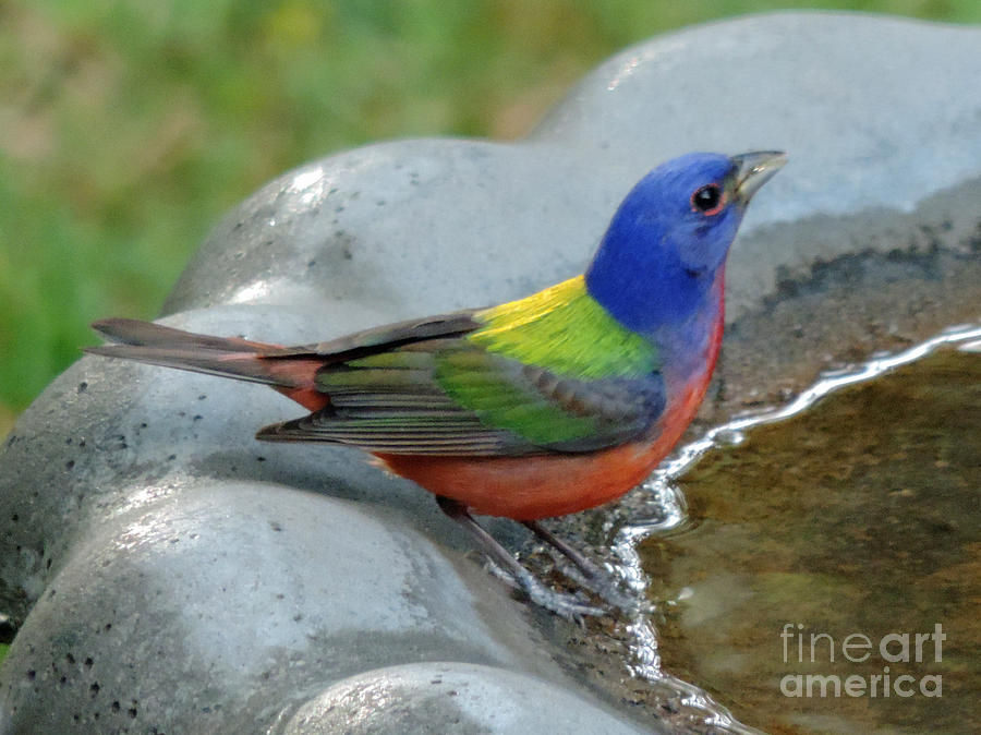 Painted Bunting Photograph by Jimmie Bartlett