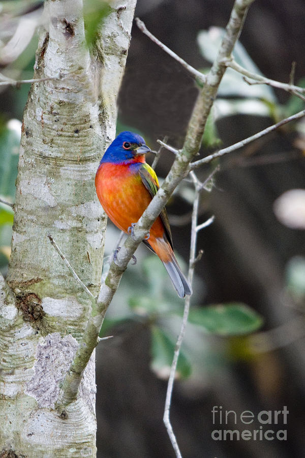 Painted Bunting Photograph by John Greco