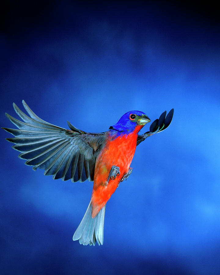 Painted Bunting, Male, In Flight Photograph by Premium Uig