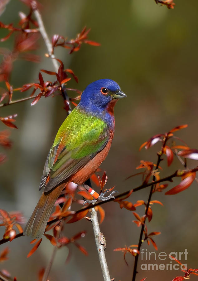 Painted Bunting - Male Photograph by Kathy Baccari