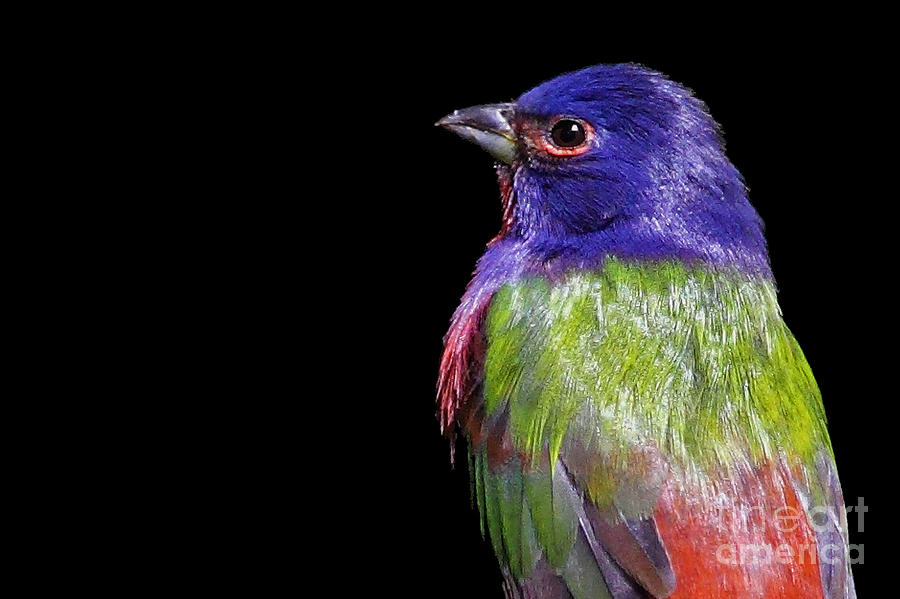Painted Bunting Photograph by Meg Rousher