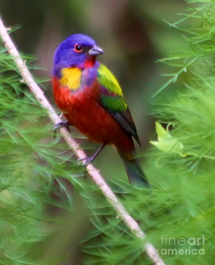 Painted Bunting Photograph by Myrna Bradshaw Fine Art America