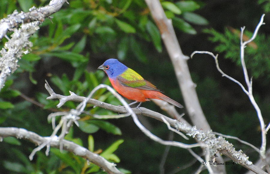 Painted Bunting out on a limb Photograph by Dan Williams