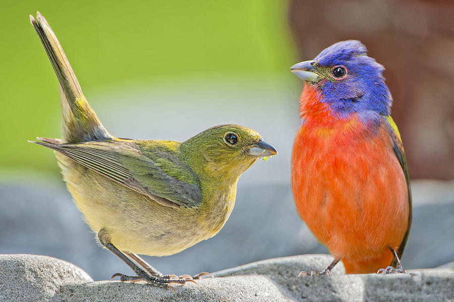 Painted Bunting Pair Photograph by Bonnie Barry