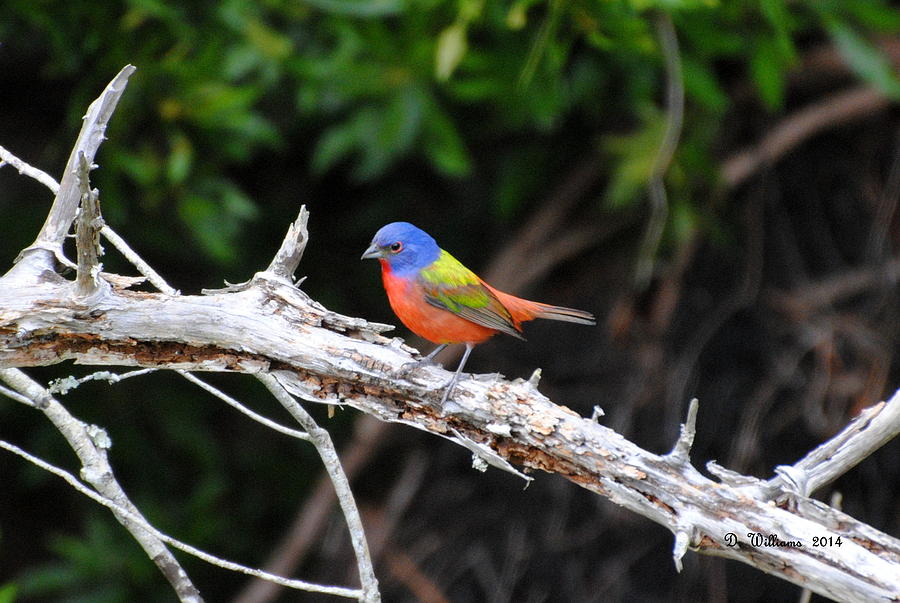 Painted Bunting perched on limb Photograph by Dan Williams