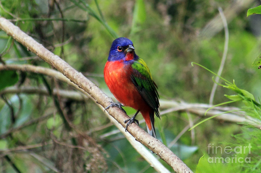 Painted Bunting Photo Photograph by Meg Rousher