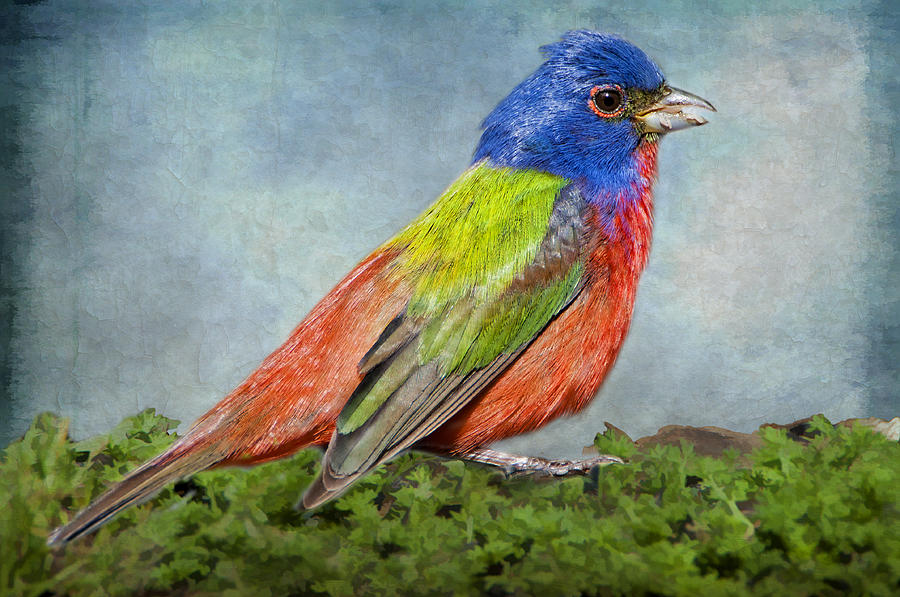 Bunting Photograph - Painted Bunting Portrait by Bonnie Barry