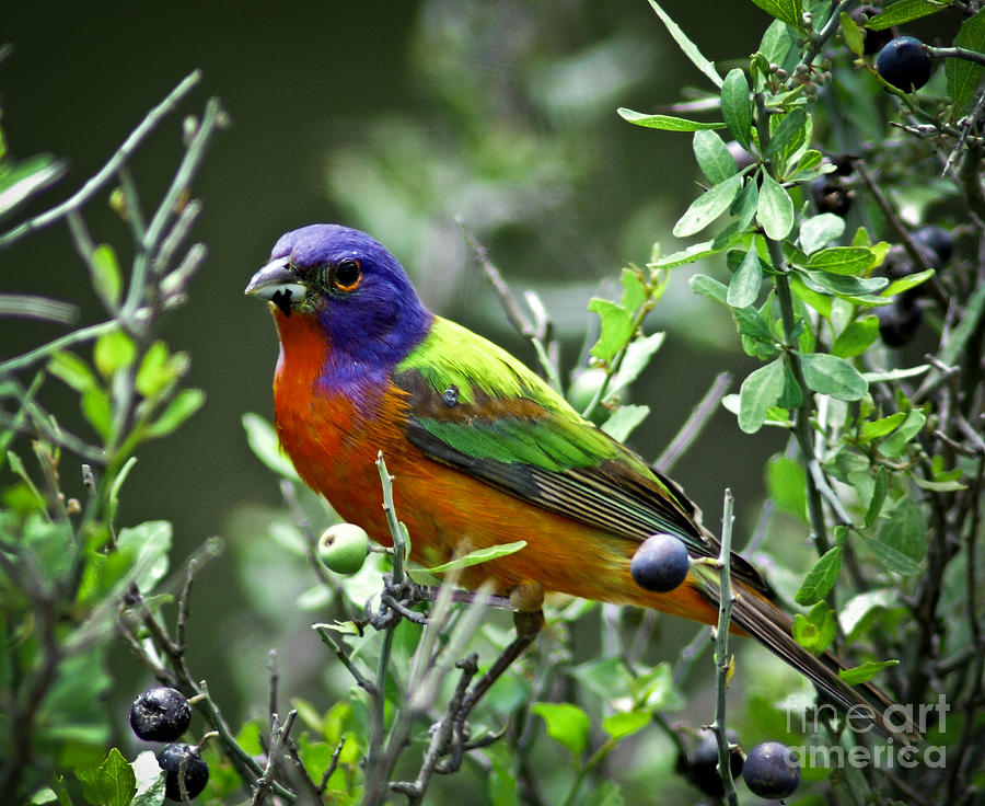Painted Bunting Photograph by Robert Frederick