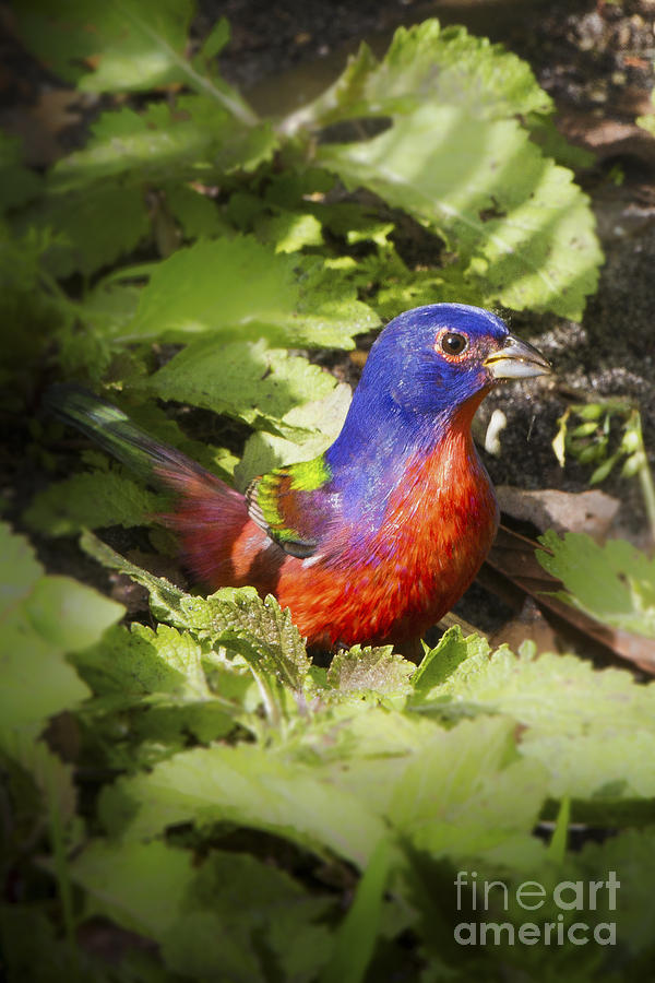 Painted Bunting Photograph by Ronald Lutz