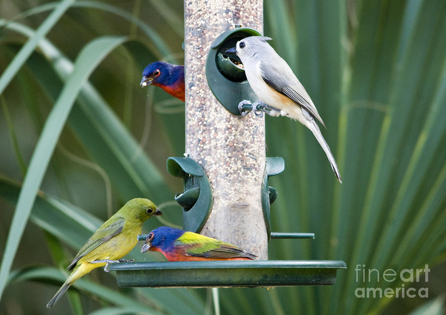 Painted Buntings and Titmouse Photograph by John Greco