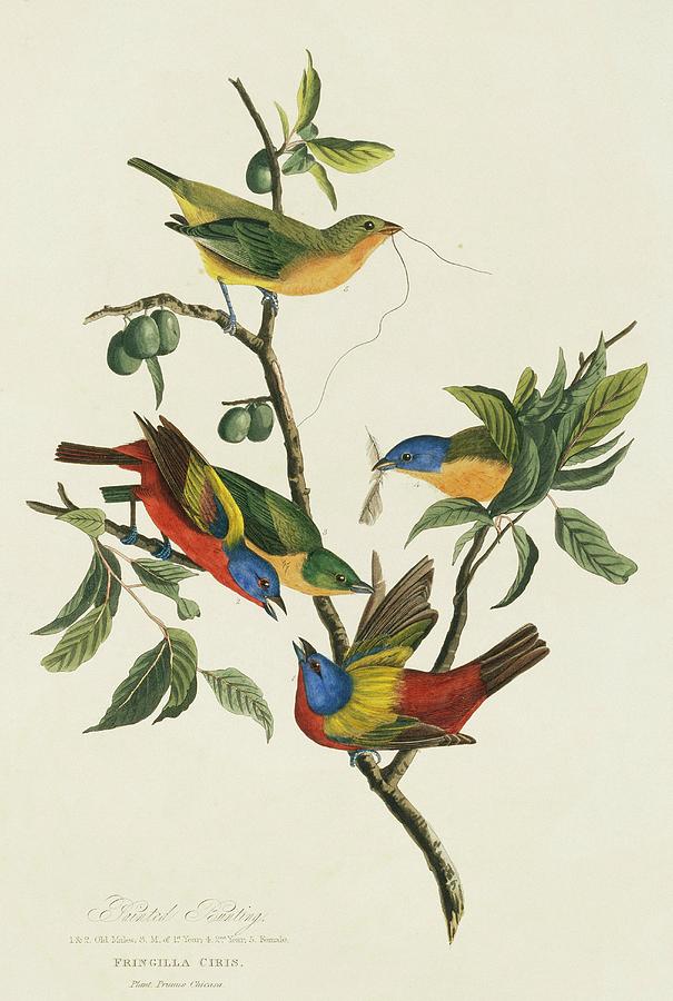 Painted Buntings Photograph by Natural History Museum, London/science Photo Library
