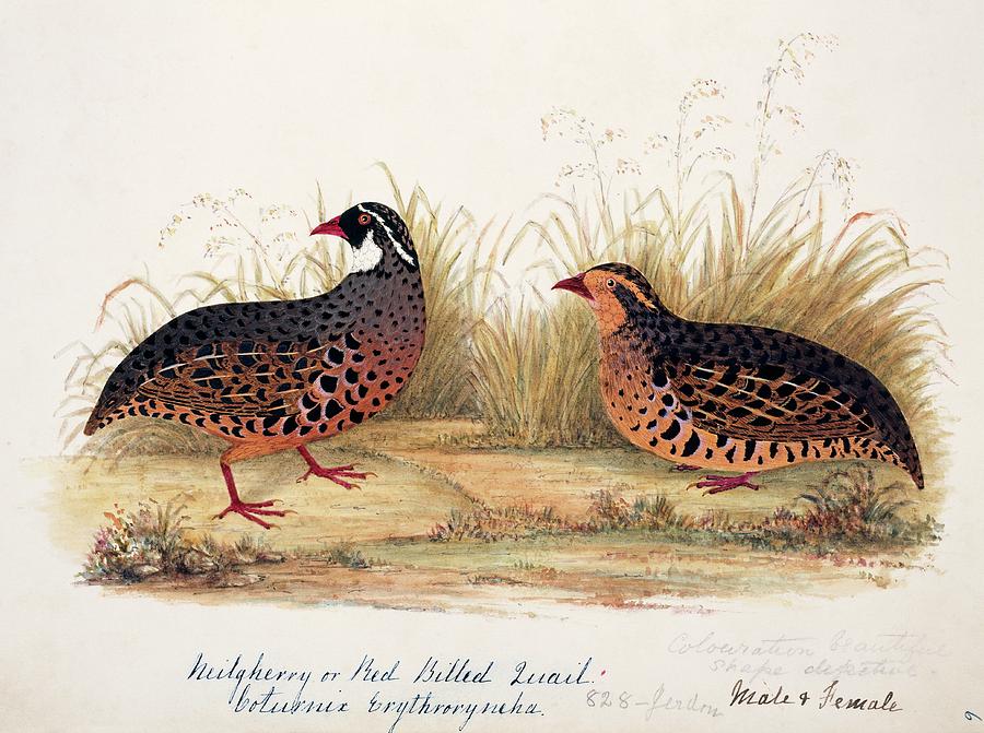 Painted Bush Quail Male And Female Photograph by Natural History Museum, London/science Photo Library