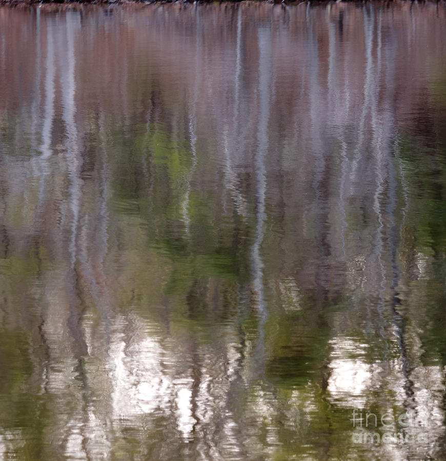 Forest Photograph - Painted By Nature by Agata Wisniowska Forest Photograph - Painted By Nature by Agata Wisniowska