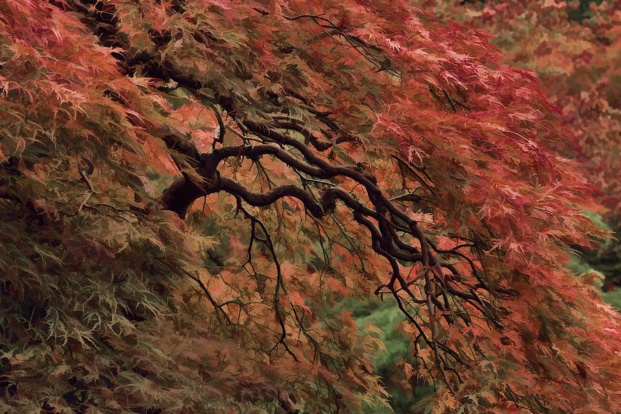 Painted Cascading Japanese Maple Photograph by Wes and Dotty Weber