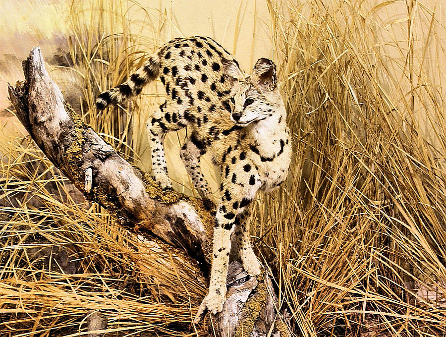 Painted Cheetah Photograph by Kristin Elmquist