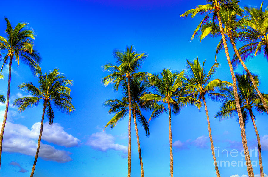 Painted Coconut Palms Photograph by Kelly Wade