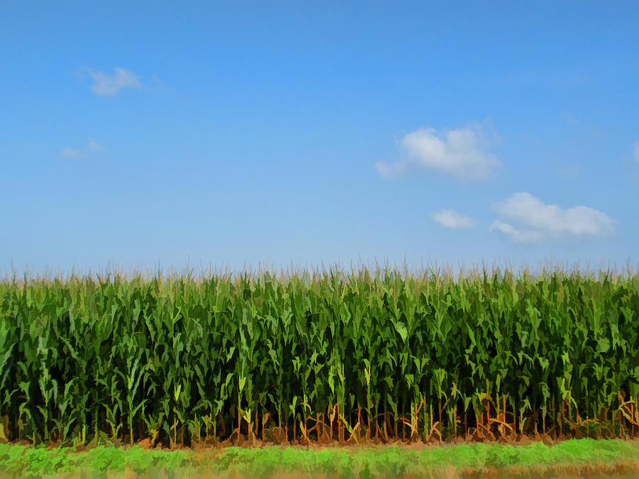 Painted Corn Fields Photograph by Kathy Clark