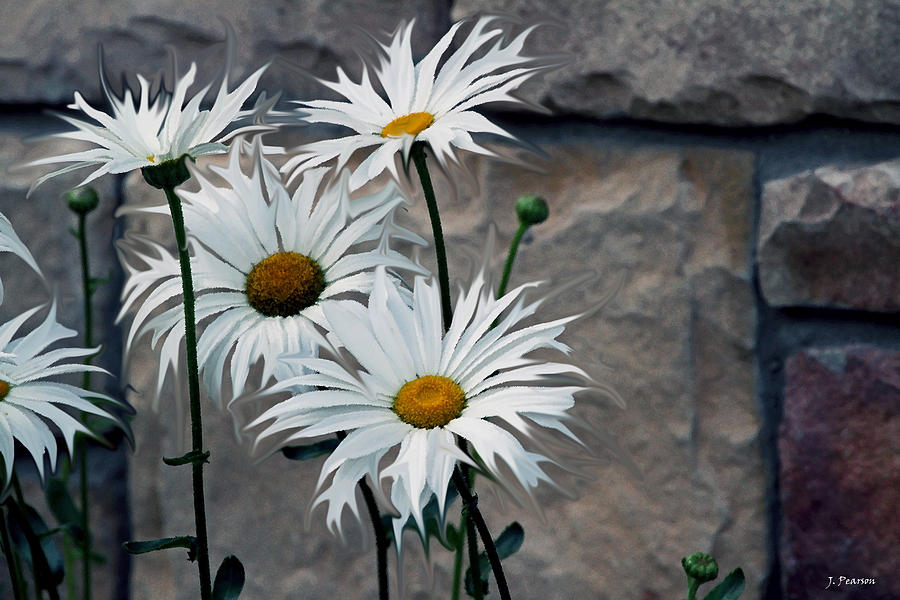 Painted Daisies Photograph by Jackson Pearson