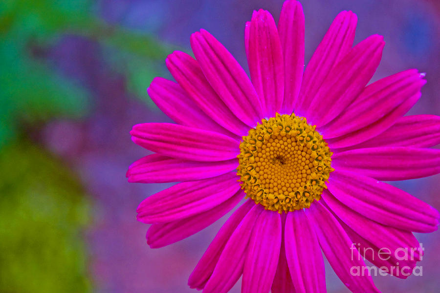 Painted Daisy Photograph by Barbara Schultheis