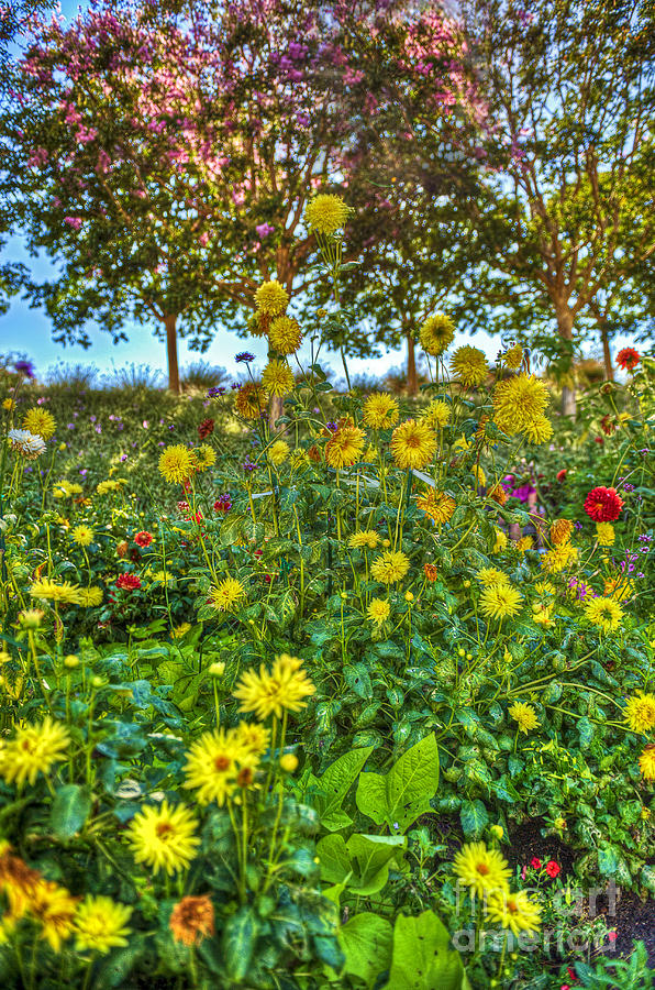 Painted Daisy Mixed Colors Sunflowers Photograph by David Zanzinger