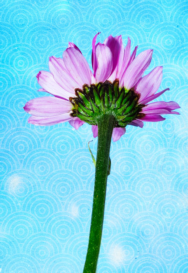 Painted Daisy Photograph by Shawna Rowe