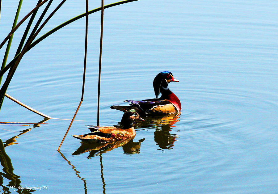 Ducks Photograph - Painted Ducks by Marty Gayler Ducks Photograph - Painted Ducks by Marty Gayler