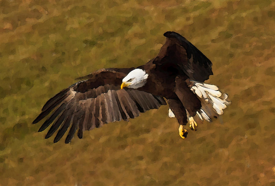 Bald Eagle Photograph - Painted Eagle 2 by Lara Ellis