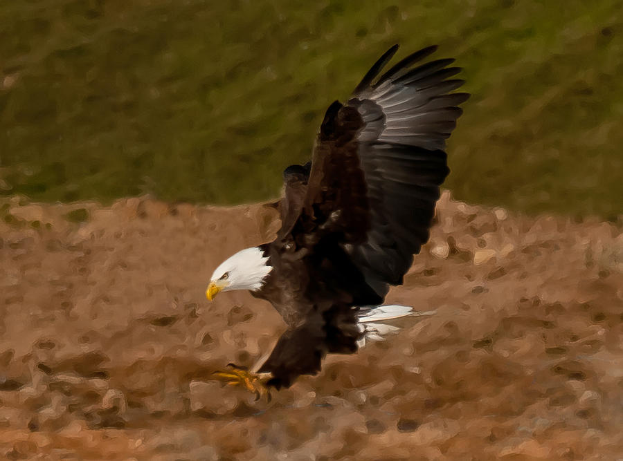 Painted Eagle Photograph by Lara Ellis