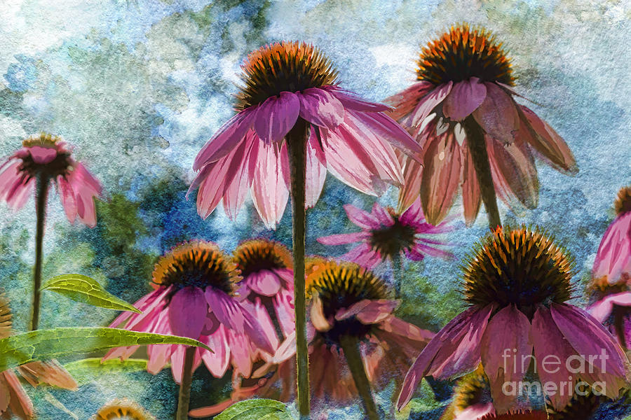 Painted Echinacea Photograph by Sari Sauls