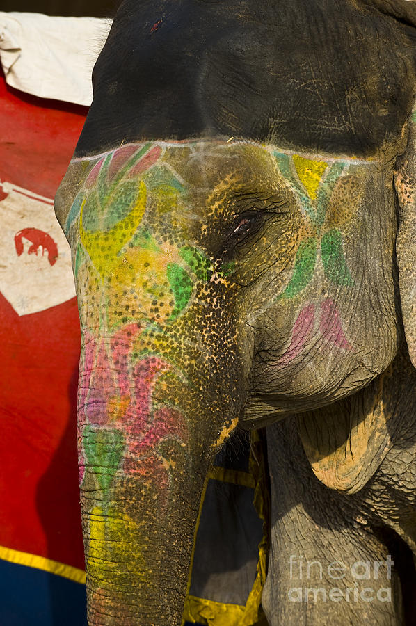 Painted Elephant, India Photograph by John Shaw