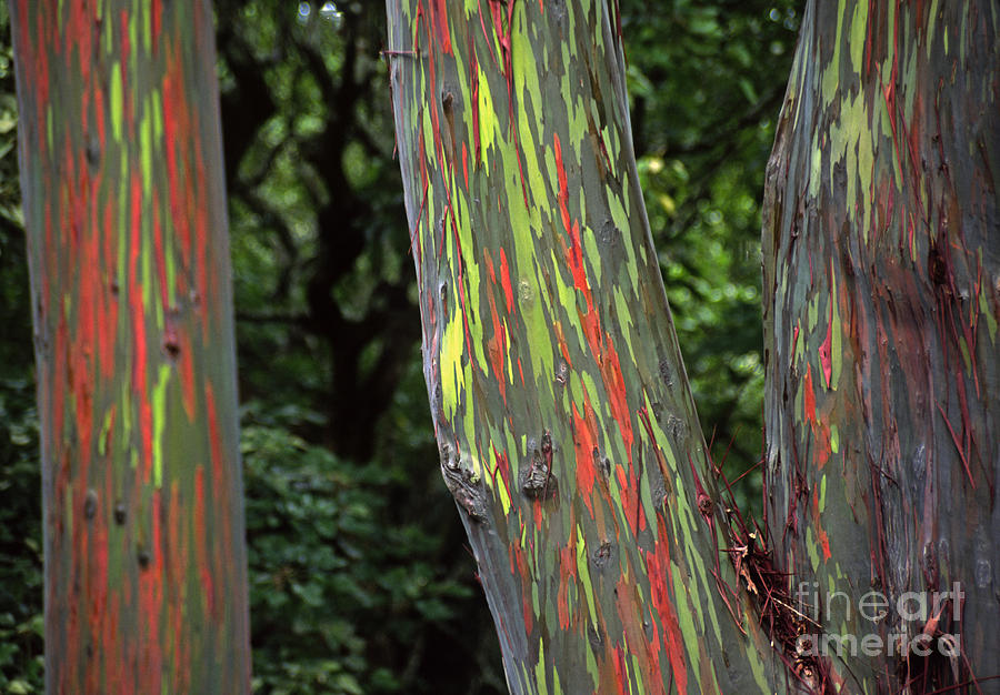 Painted Eucalyptus Maui Photograph by Craig Lovell