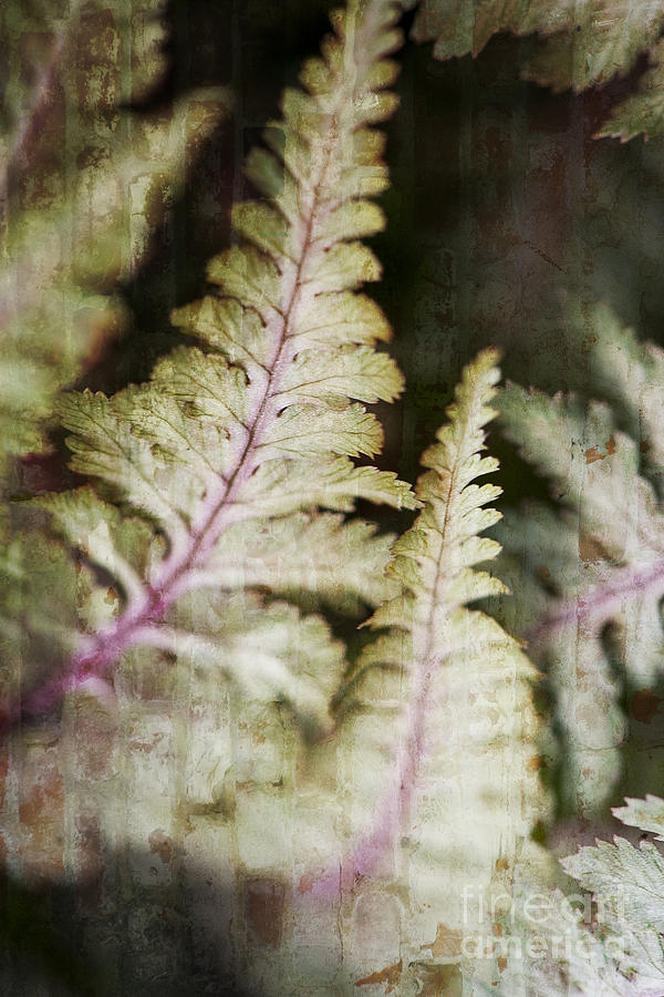 Painted Fern II Photograph by Lee Craig