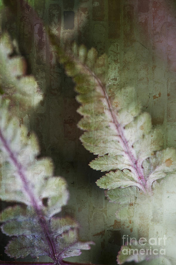 Painted Fern IV Photograph by Lee Craig