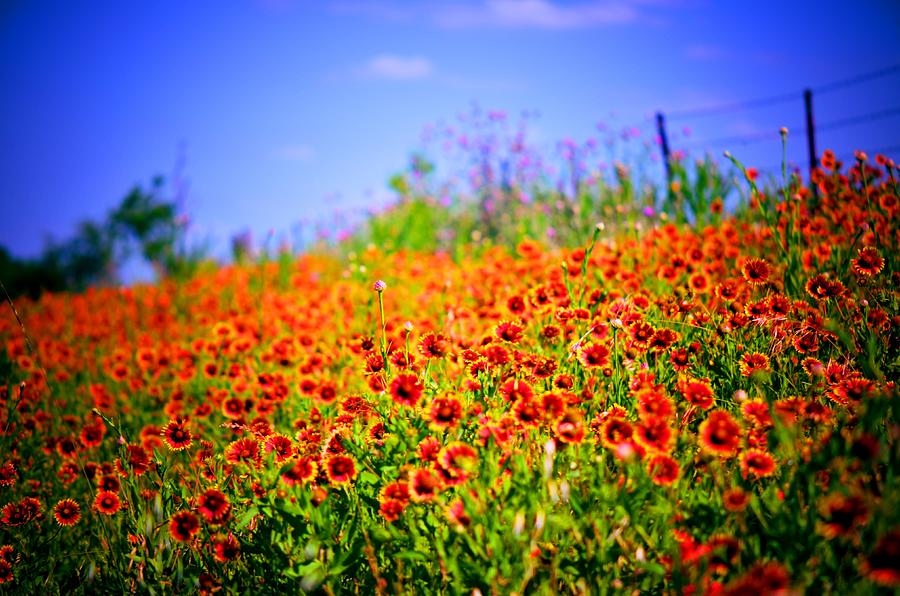 Painted Field Photograph by Melinda Baugh