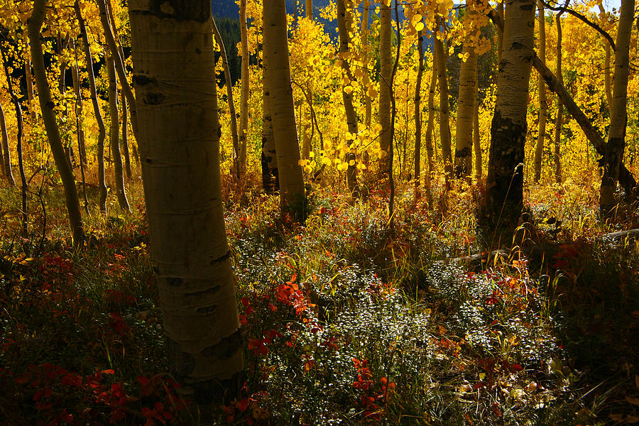 Painted Forest Photograph by Jeremy Rhoades