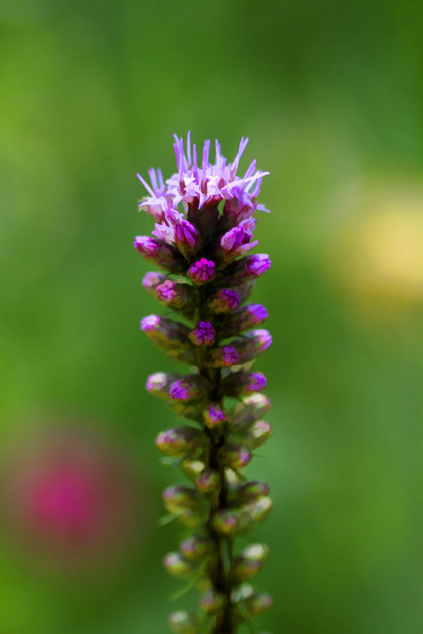 Painted Gayfeather Blossom - Liatris Photograph by Kathy Clark
