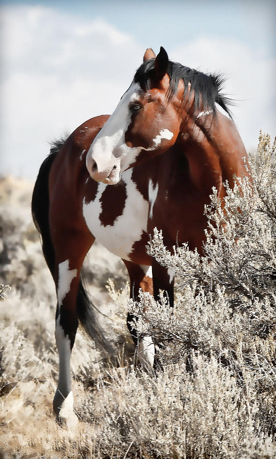 Painted Horse Photograph by Athena Mckinzie