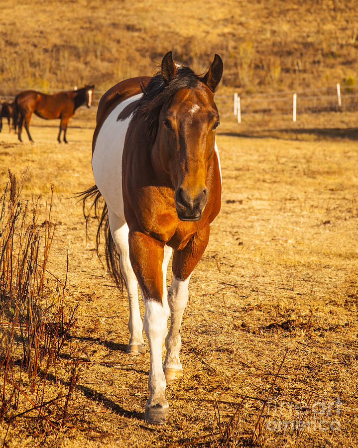 Horse Photograph - Painted Horse Brown and White Aquarterian Fine Art Photography Print With Tobiano Pattern by Jerry Cowart