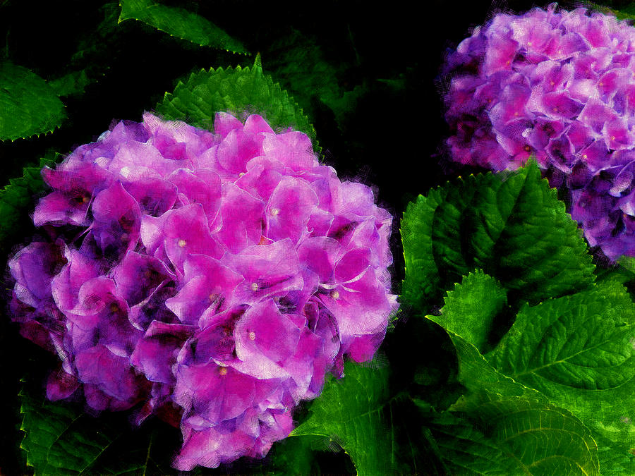 Painted Hydrangea Photograph by Dave Bosse